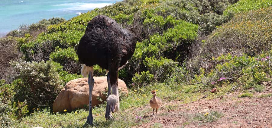 From Cape Town: Cape Point & Boulders Beach Full-Day Tour - Key points at a glance