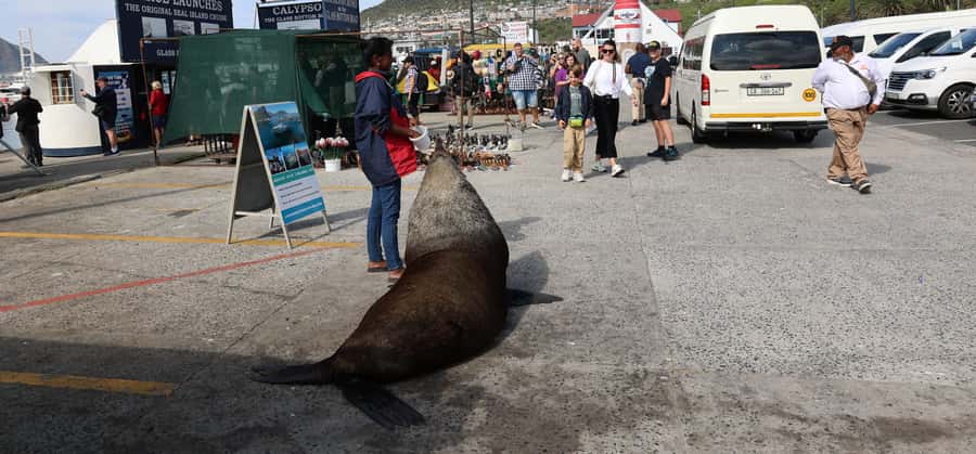 From Cape Town: Cape Point & Boulders Beach Full-Day Tour - Simon’s Town for lunch and old Cape buildings