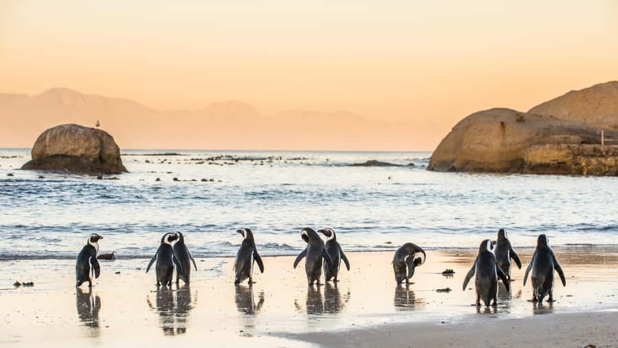 From Cape Town: Cape Point & Boulders Beach Full-Day Tour - From Maidens Cove to Hout Bay Harbour