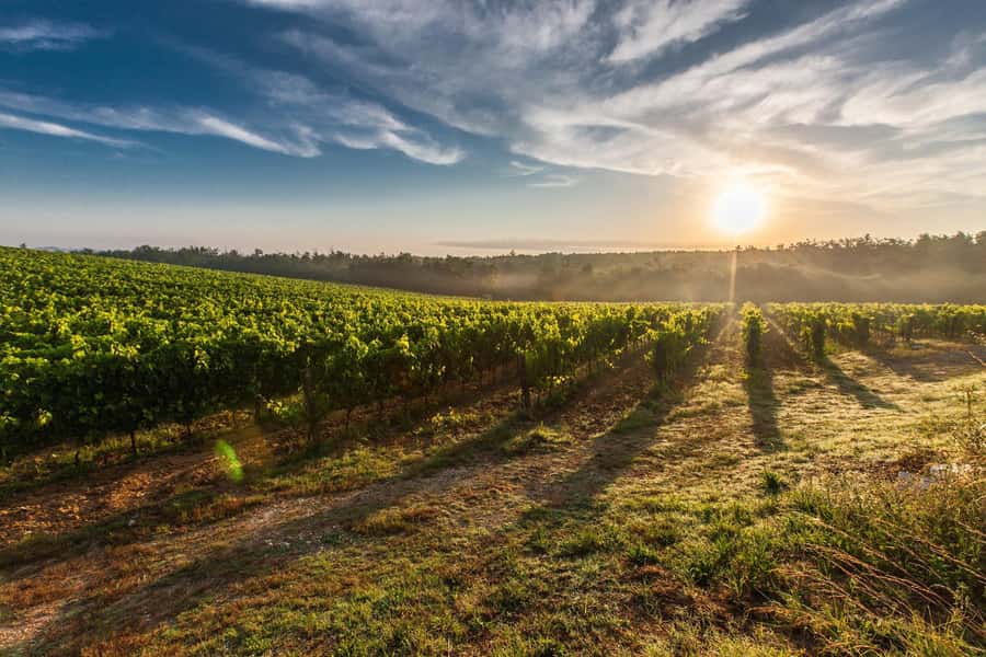 From Cape Town: Cape Winelands Full-Day Private Tour - Drakenstein Prison and the Mandela Monument