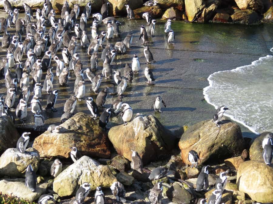 From Cape Town: Full-Day Cape Agulhas Private Tour - Who should book this private day?