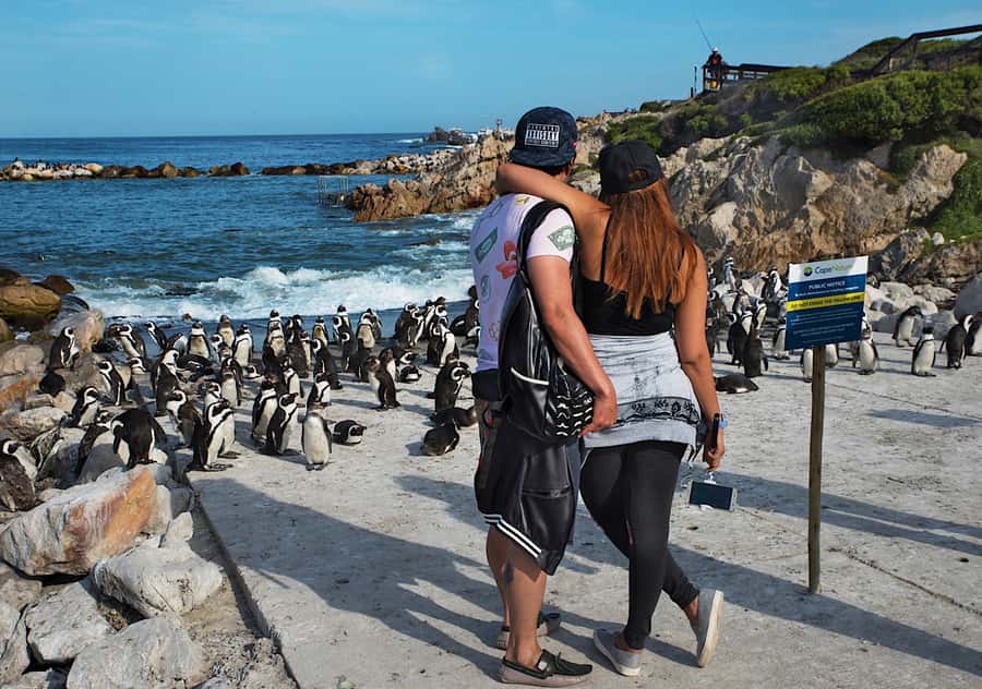 From Cape Town: Full-Day Cape Agulhas Private Tour - Penguins at Stony Point, with a route detail to verify