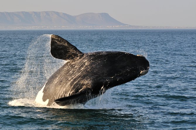 From Cape Town: Full Day Guided Hermanus and Whale Tour - The highlights at a glance