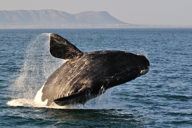 From Cape Town: Full Day Guided Hermanus and Whale Tour - Wine Village and the Hemel-en-Aarde Valley tasting