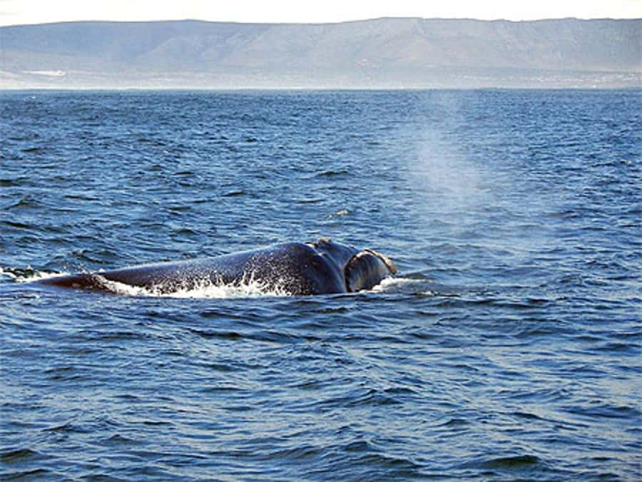 From Cape Town: Full Day Hermanus Whale Watching Tour - Key points to know before booking