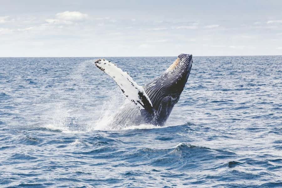 From Cape Town: Full Day Hermanus Whale Watching Tour - Why Hermanus makes a strong day trip from Cape Town