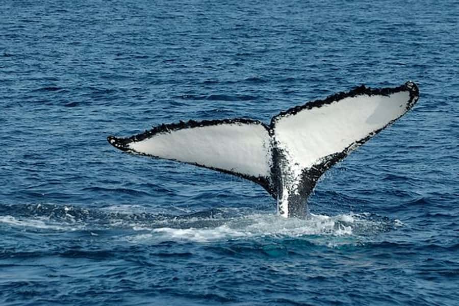 From Cape Town: Full Day Hermanus Whale Watching Tour - Viewpoints, mountain roads, and Betty’s Bay