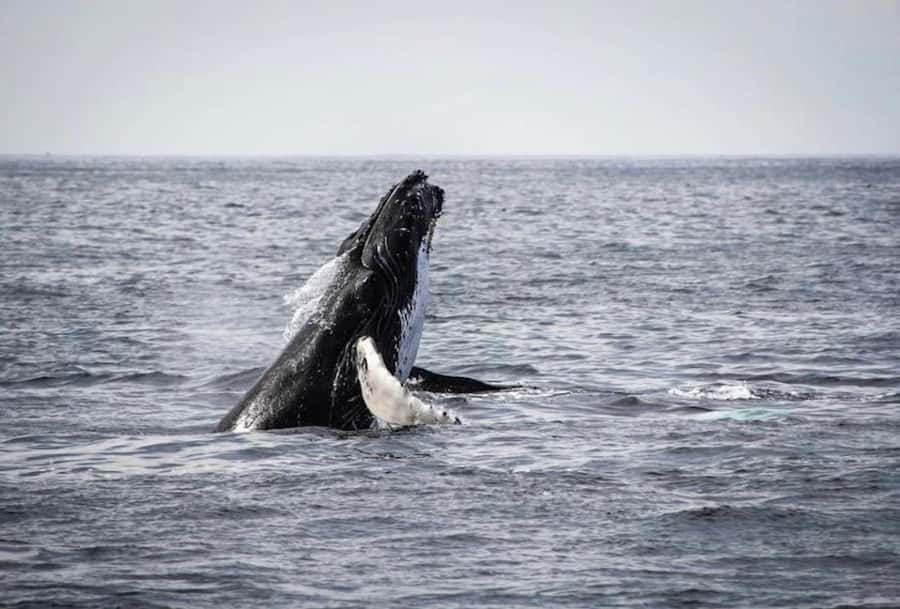 From Cape Town: Full Day Hermanus Whale Watching Tour - What $120 actually buys you
