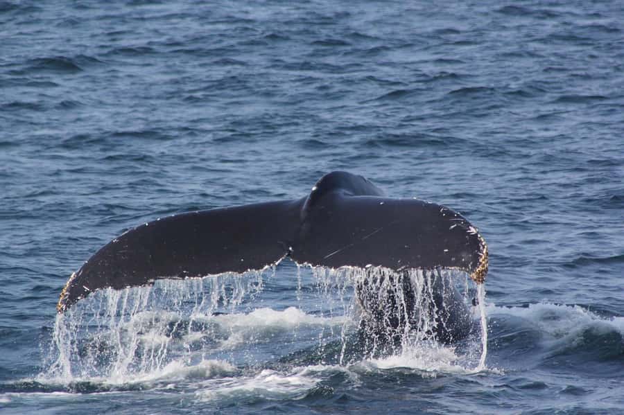 From Cape Town: Full Day Hermanus Whale Watching Tour - Who should book this Hermanus tour?