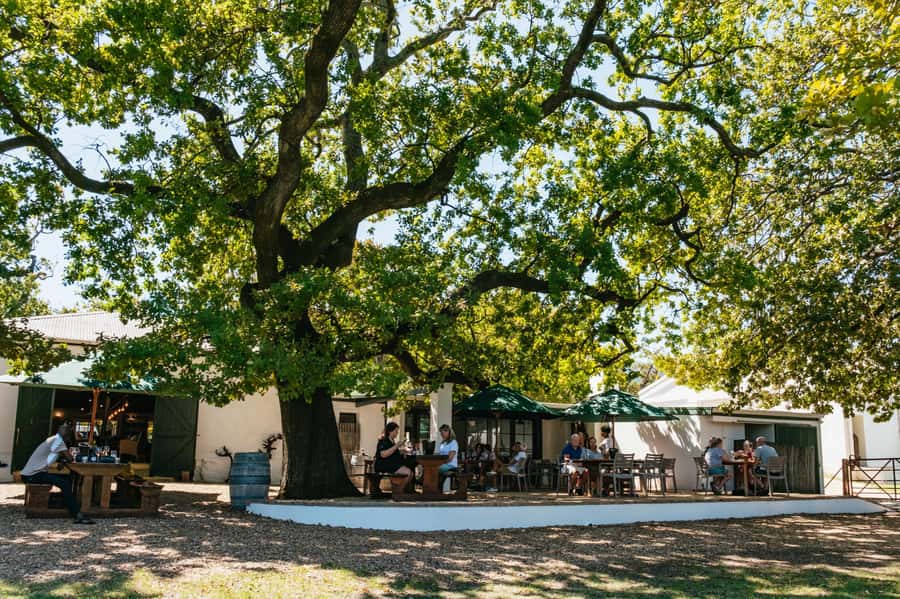 From Cape Town: Full Day Winelands Tour with wine tastings - Paarl: wine, mountains, and Mandela’s prison