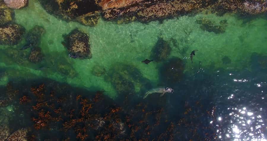 From Cape Town: Glass-Bottom Boat Seal Watching Tour - Is $8 Good Value?