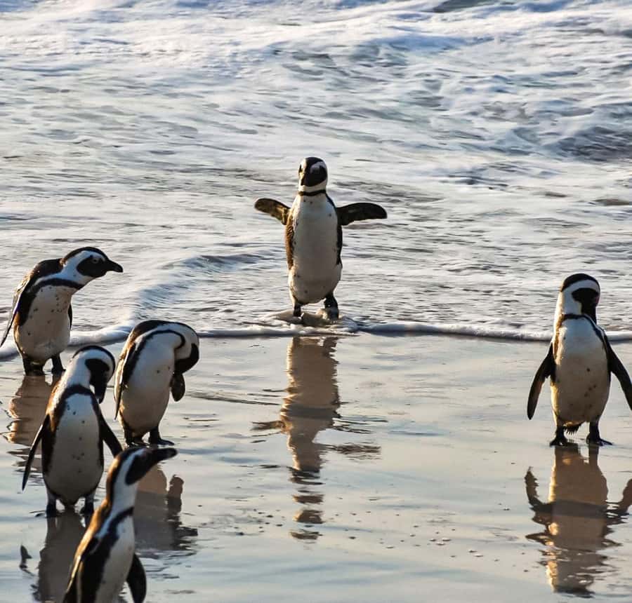 From Cape Town: Half Day Cape Point & Penguins Tour - The Return Through Fish Hoek and Cape Town
