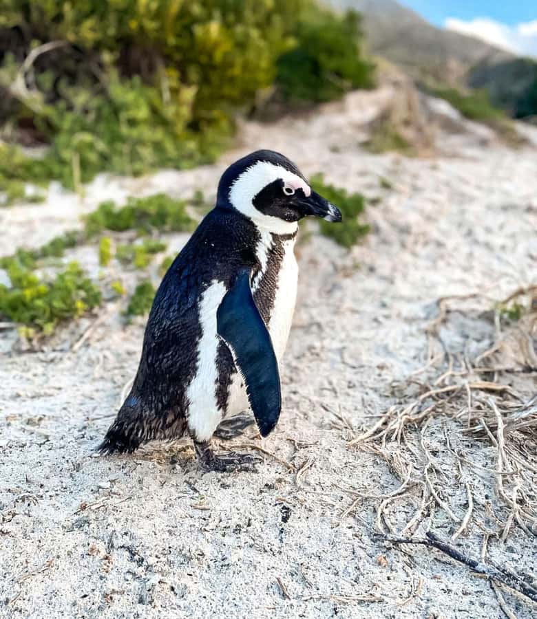 From Cape Town: Half Day Cape Point & Penguins Tour - Who Should Book This Tour?