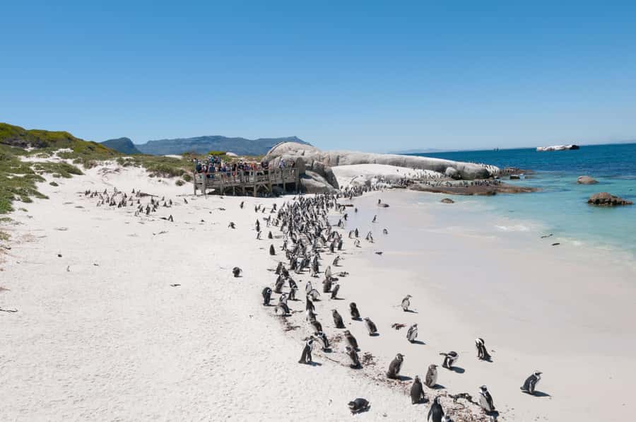From Cape Town: Half Day Cape Point & Penguins Tour - Simple Ways to Get More From the Morning