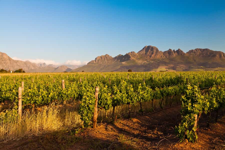From Cape Town: Half Day Winelands Tour with winetasting - The 1:30 PM hotel pickup from Cape Town