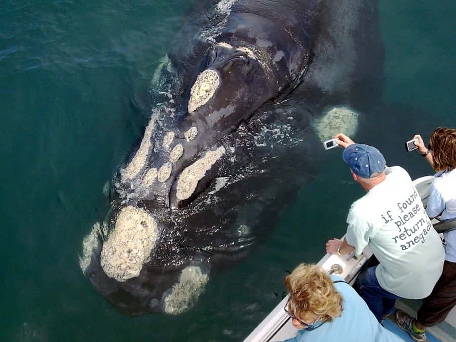 From Cape Town: Hermanus Whale Watching Boat Trip - Early pickup from Cape Town