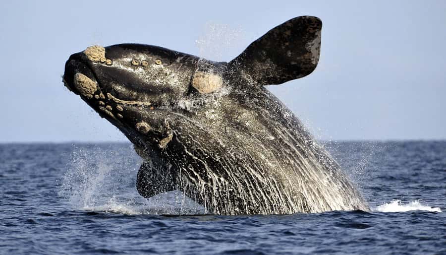 From Cape Town: Hermanus Whale Watching Boat Trip - A boat built for 40, limited to 25