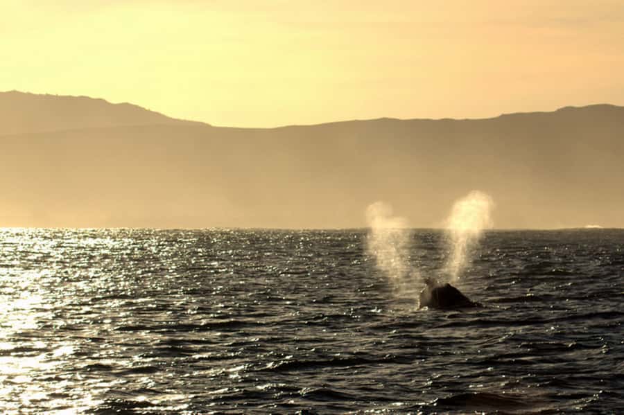 From Cape Town: Hermanus Whale Watching Boat Trip - Dolphins, seals, penguins, and surprise sightings
