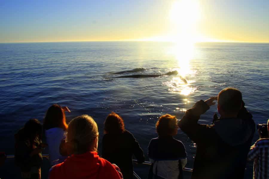 From Cape Town: Hermanus Whale Watching Boat Trip - Snacks, drinks, and the missing lunch