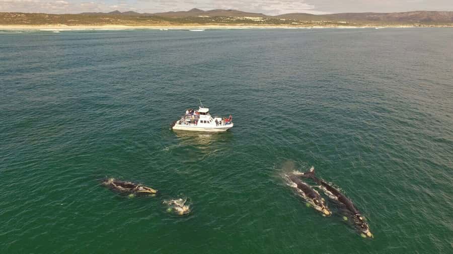 From Cape Town: Hermanus Whale Watching Boat Trip - Weather changes and flexible planning
