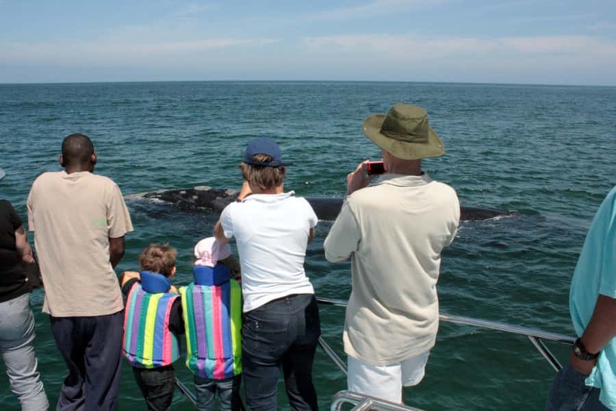 From Cape Town: Hermanus Whale Watching Boat Trip - Gansbaai, not central Hermanus