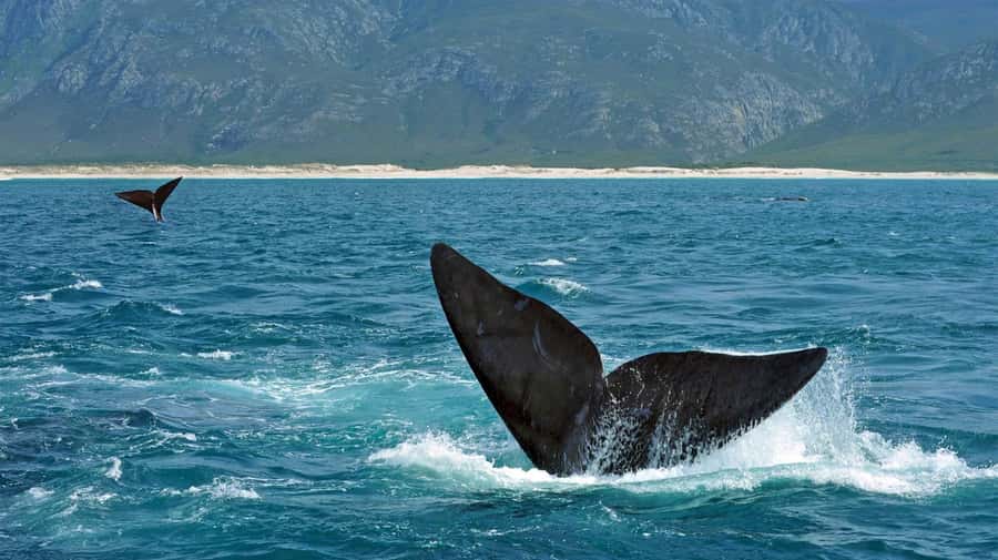 From Cape Town: Hermanus Whale Watching Full Day Tour - Shore-Based Whale Watching in Hermanus