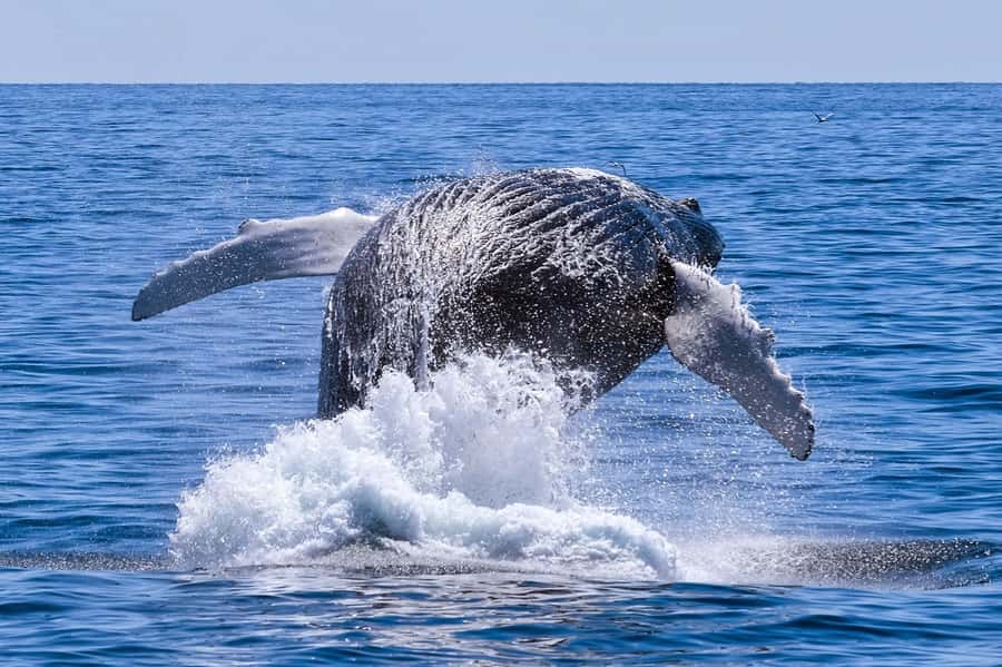 From Cape Town: Hermanus Whale Watching Full Day Tour - Morning Pickups Around Cape Town