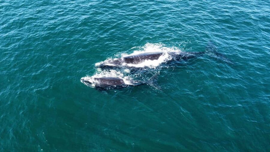 From Cape Town: Hermanus Whale Watching Tour with Boat Trip - Why Hermanus Makes A Strong Day Trip From Cape Town