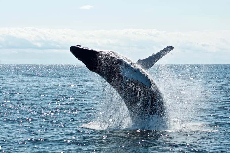 From Cape Town: Hermanus Whale Watching Tour with Boat Trip - The Two To Three Hour Whale Boat Trip