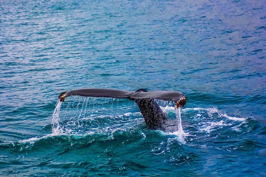 From Cape Town: Hermanus Whale Watching Tour with Boat Trip - Optional Penguins, Wine, And Adventure Activities