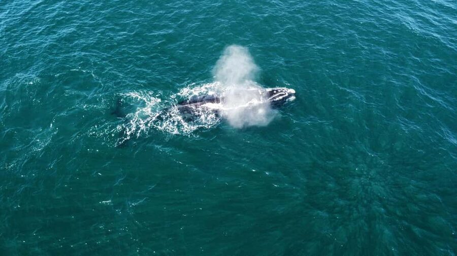 From Cape Town: Hermanus Whale Watching Tour with Boat Trip - Practical Tips For A Better Day