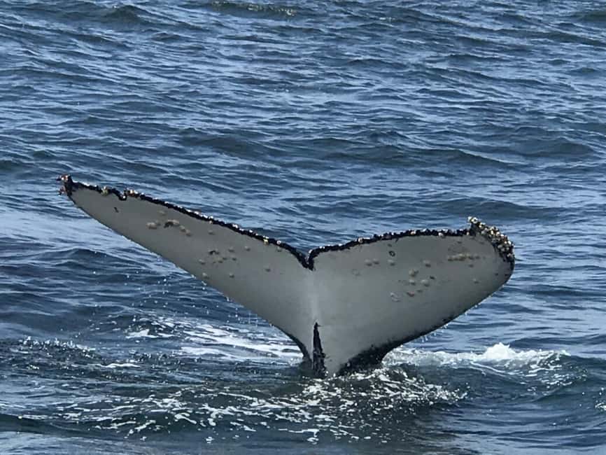 From Cape Town: Hermanus Whale Watching Tour with Boat Trip - The Scenic Drive And Private Guide Service