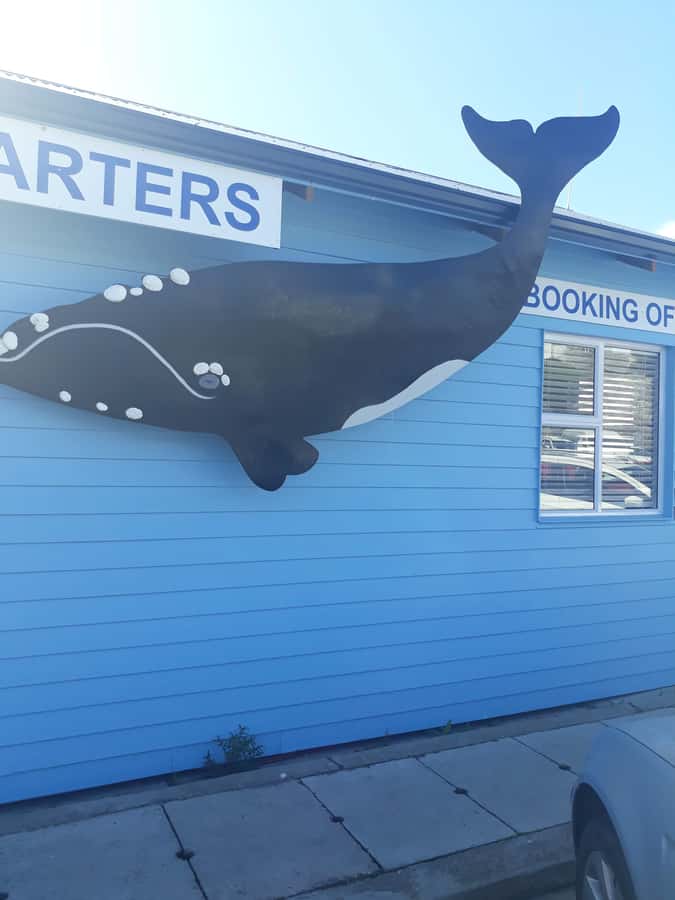 From Cape Town: Hermanus Whale Watching Tour with Transfer - Key points to know before you book