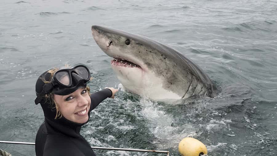From Cape Town: Shark Cage Diving and Penguin Tour - The real shape of this Cape Town day trip