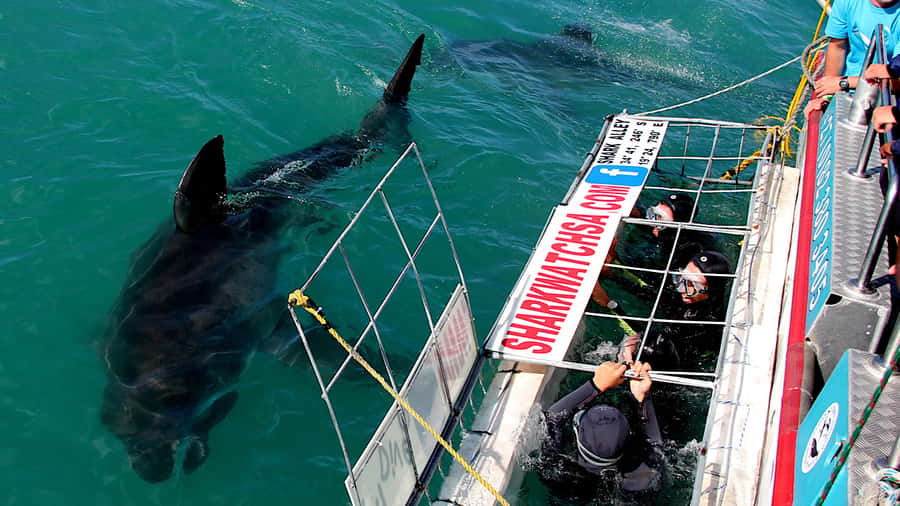 From Cape Town: Shark Cage Diving and Penguin Tour - Three hours on the water with sharks