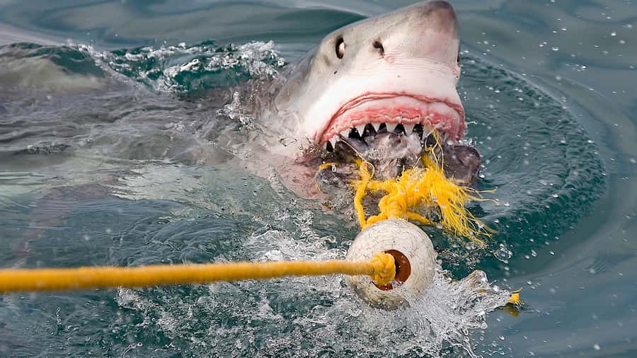 From Cape Town: Shark Cage Diving and Penguin Tour - My verdict on the shark and penguin combination
