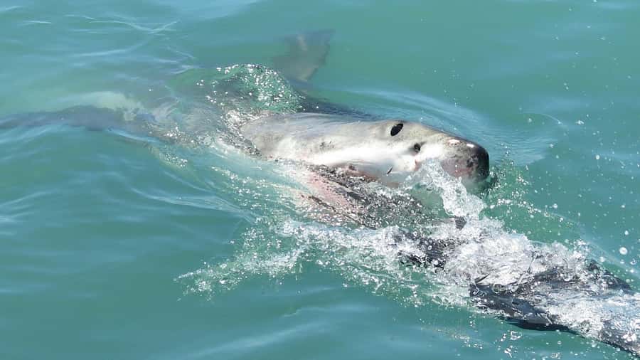 From Cape Town: Shark Cage Diving and Penguin Tour - Reaching Gansbaai before the boats leave