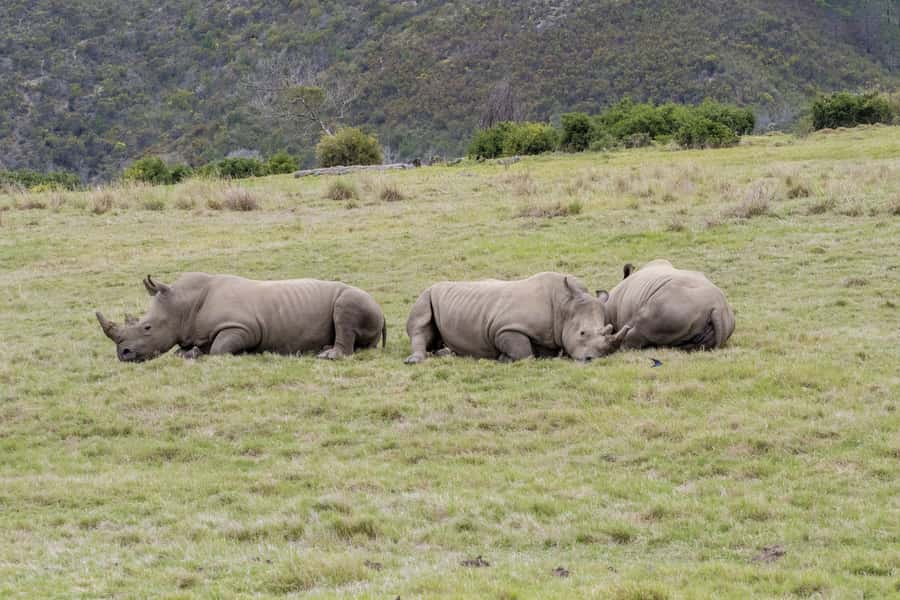 From Cape Town: South African Wildlife and Safari 2-Day Tour - Key things to know before booking