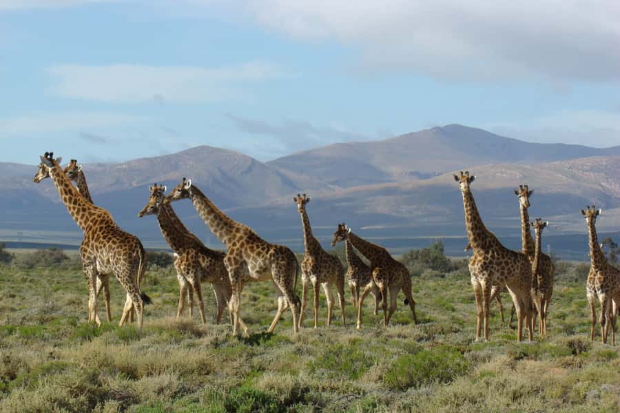 From Cape Town: South African Wildlife and Safari 2-Day Tour - Who should book this Cape Town safari?