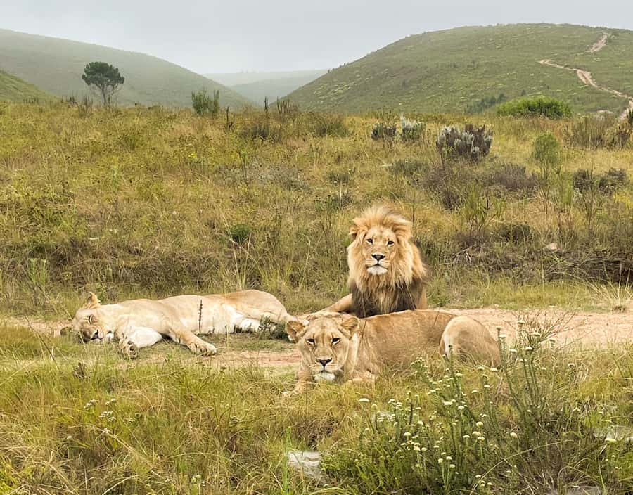 From Cape Town: South African Wildlife and Safari 2-Day Tour - Botlierskop and the search for larger animals