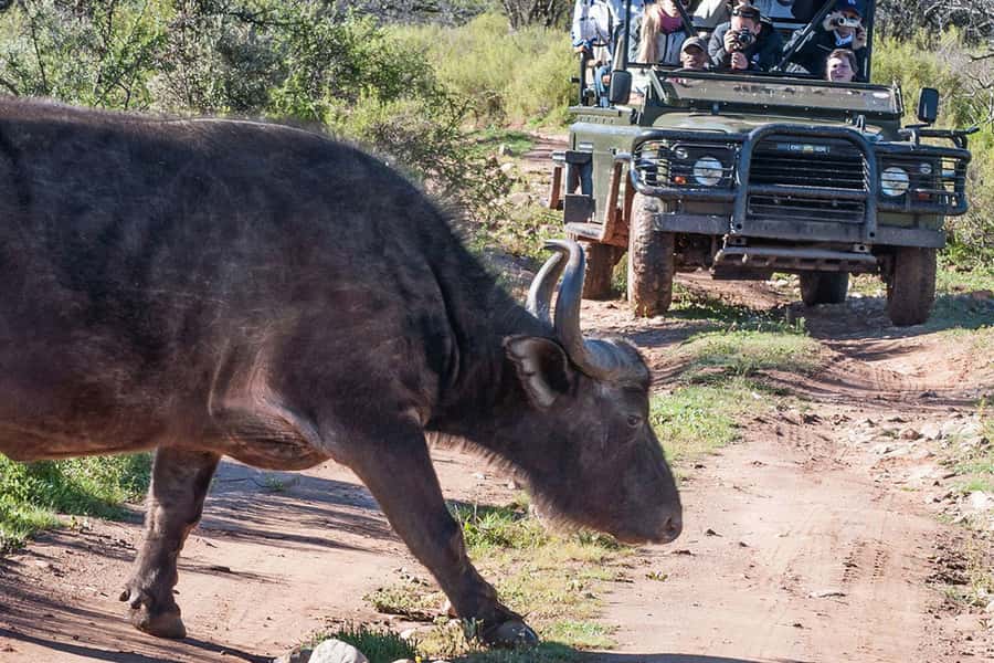 From Cape Town: South African Wildlife and Safari 2-Day Tour - Buffelsdrift rewards slow observation