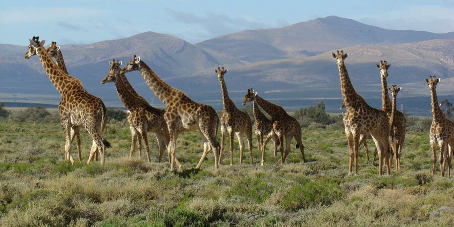 From Cape Town: South African Wildlife and Safari 2-Day Tour - The optional elephant observation