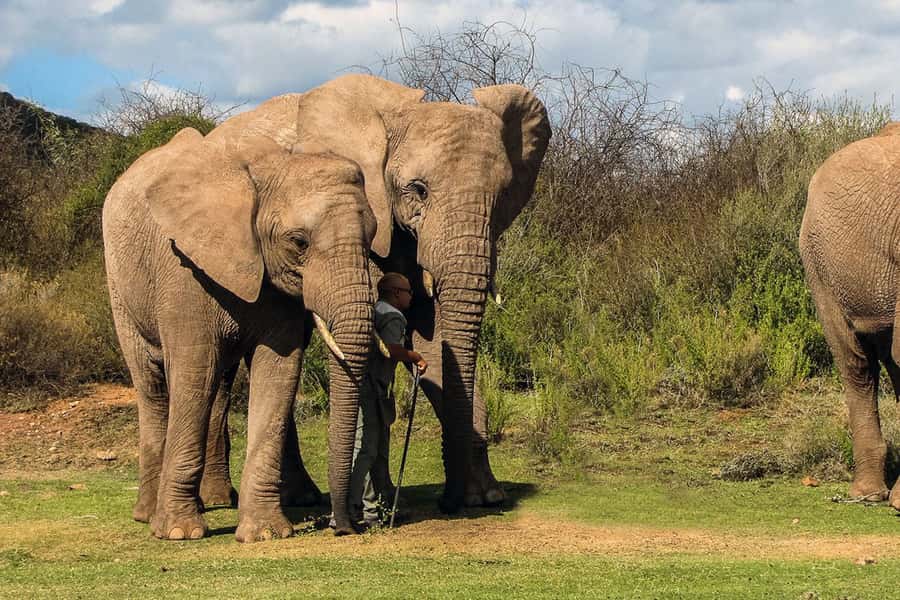 From Cape Town: South African Wildlife and Safari 2-Day Tour - Returning by Route 62