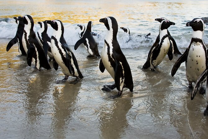 From Cape Town: Table Mountain, Cape of Good Hope & Penguins including Park Fees - The Cape of Good Hope is more than a sign