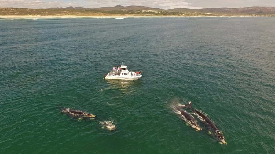 From Cape Town: Whale Watching Tour in Hermanus and Gansbaai - The two-hour whale-watching cruise