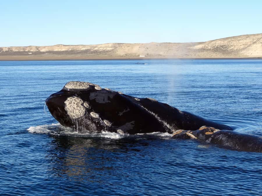 From Cape Town: Whale Watching Tour in Hermanus and Gansbaai - Peregrine Farm Stall and the road back