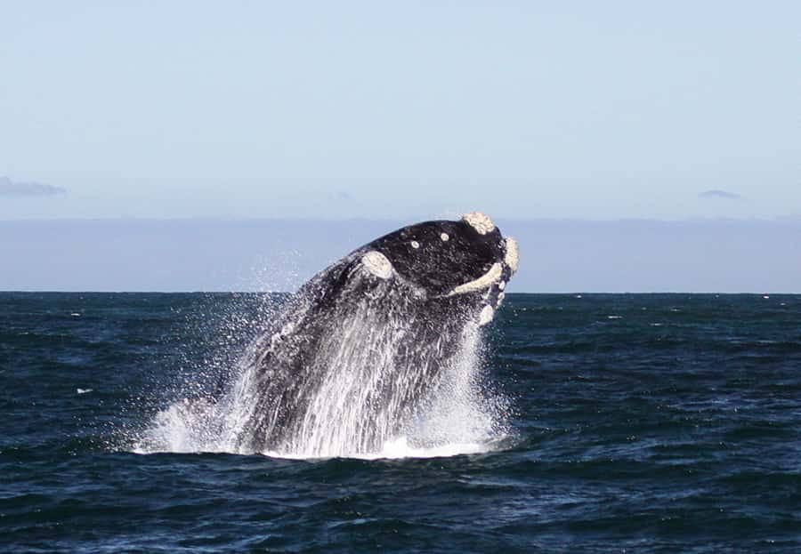 From Cape Town: Whale Watching Tour in Hermanus and Gansbaai - Guides, vehicle time, and the real pace of the day