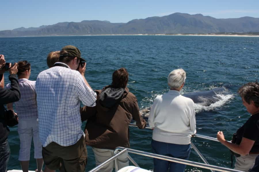 From Cape Town: Whale Watching Tour in Hermanus and Gansbaai - Is $249 a fair price?