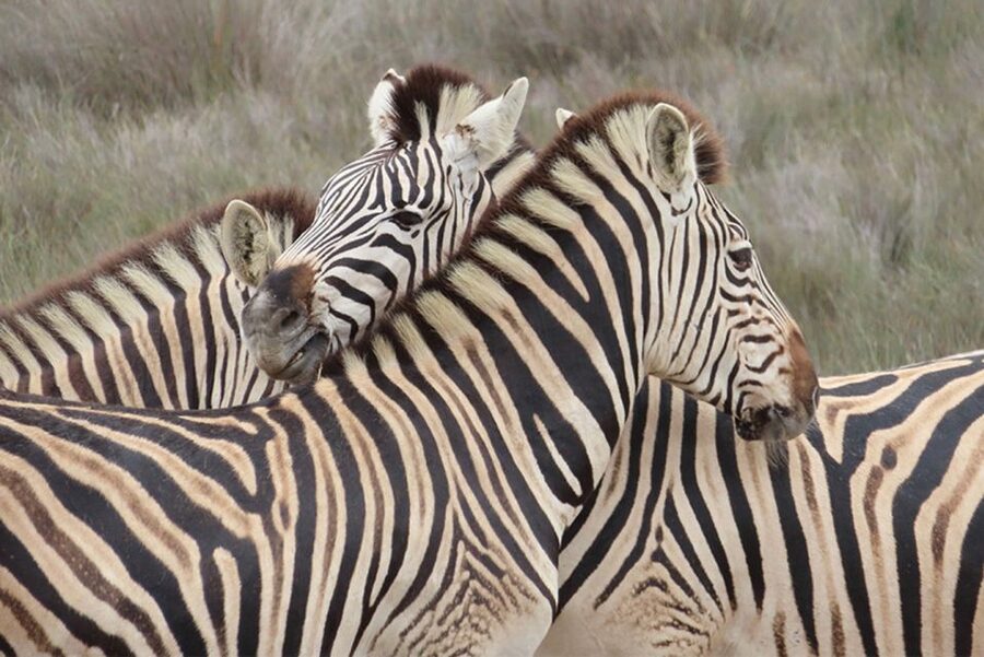 From Cape Town: Wildlife Safari, Olive, Beer & Wine Tasting - Key points to know before booking
