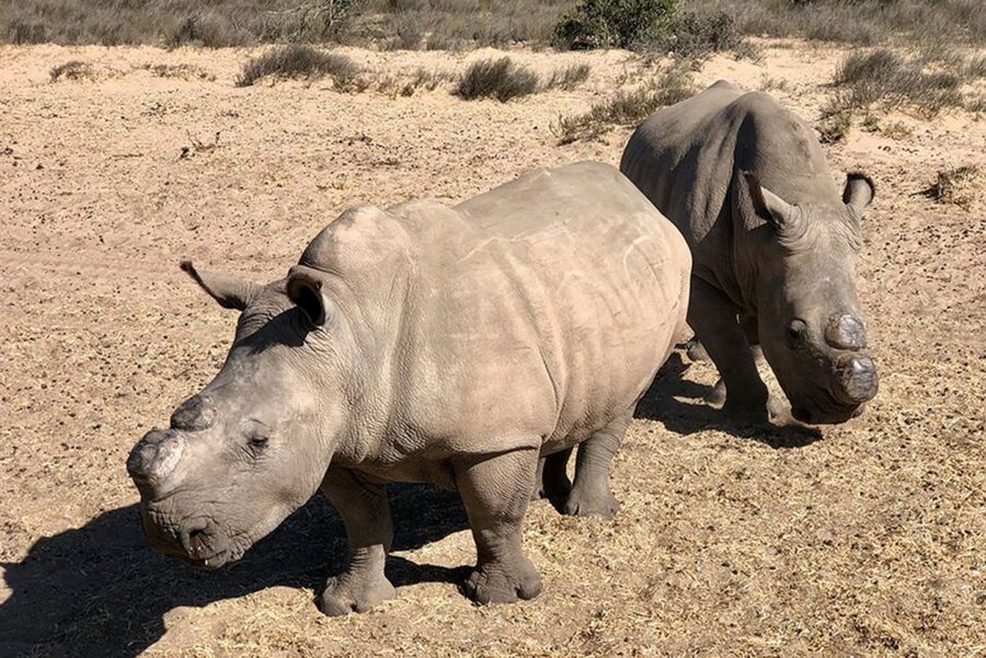From Cape Town: Wildlife Safari, Olive, Beer & Wine Tasting - Alexanderfontein’s olive and wine tasting